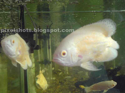 oscar fish pairs,aquarium-fish-pictures,aquarium-supplies-cochin,tiger-oscars