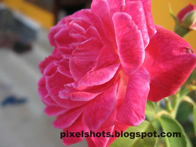 rose closeup digital photograph,pink rose macro photo,roses kerala,keralas flowers,hot pink rose,cannon a530 macro mode flower photograph