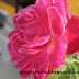 Hot Pink Roses- macro mode photos