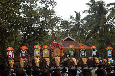 elephants-kerala,elephant,decorated-elephants-in-hindu-temple-festival,kerala-festivals,hindu-temple-celebrations-kerala,elephants-festivals,decorated-elephant-in-pooram,elephant-nettipattom,