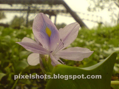 water-hyacinth-flower,violet-water-flower,water-weed-flower,aquatic-plants,floating,plants,water-weeds-kerala-rivers