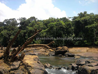dry tree branches between river rocks,dry river topography of a kerala river named kallada