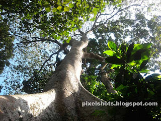 karanjili, kerala forest tree