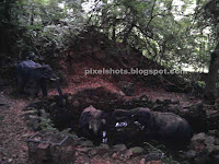 elephant sculptures form thenmala leisure zone,small elephant sculptures placed around forest pond in sculpture garden of thenmala kerala india,elephants and pond