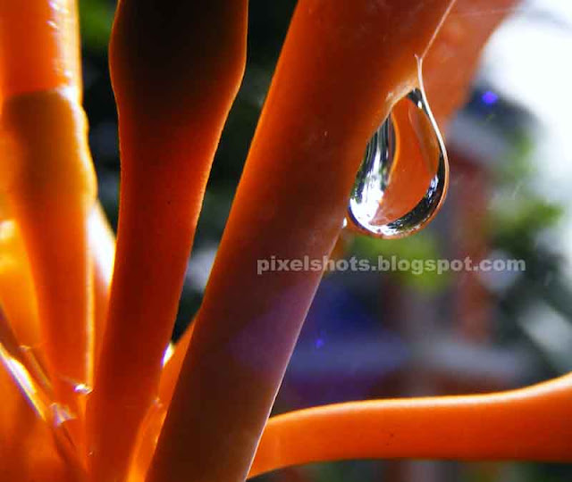 rain drop clinging on orange flower stem,bright sunlit raindrop closeup photograph,macro mode water droplet photo