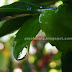 Rain Drops Closeup Photos from Garden