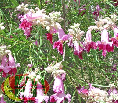 willow desert valley nurseries moon trees tree water