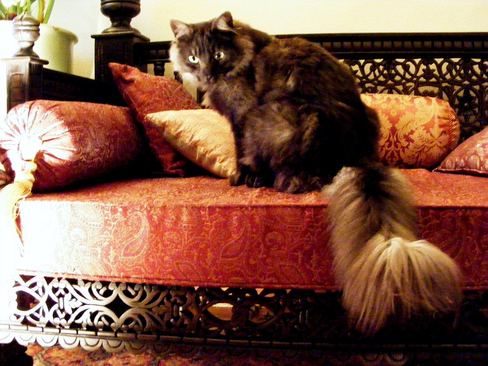 [bad+cat,+pretty+couch.jpg]