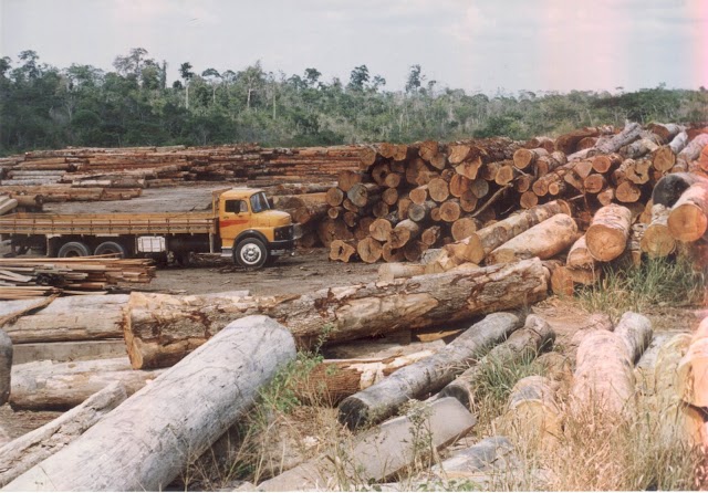 MT derrubou 76 quilômetros quadrados de floresta em Julho