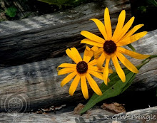 black eye susan