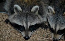 Raccoon Visitors