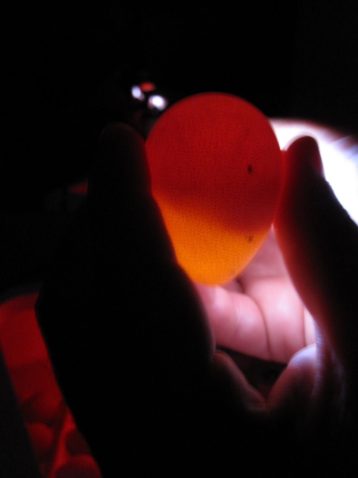 Guinea Alert! Candling the Eggs Again, Day 8