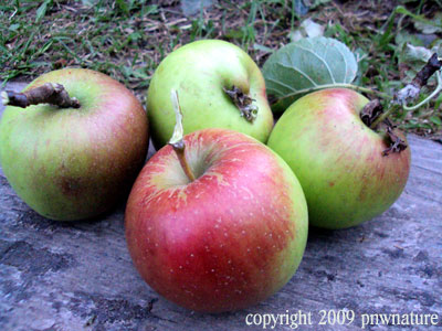 [apples2009.jpg]