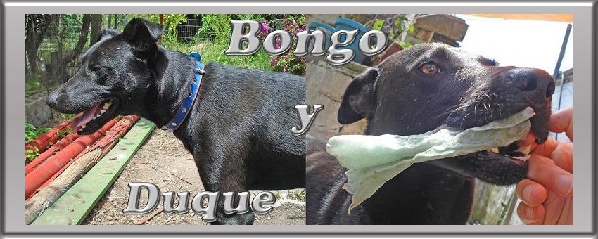 Bongo y Duque - Mis Perros
