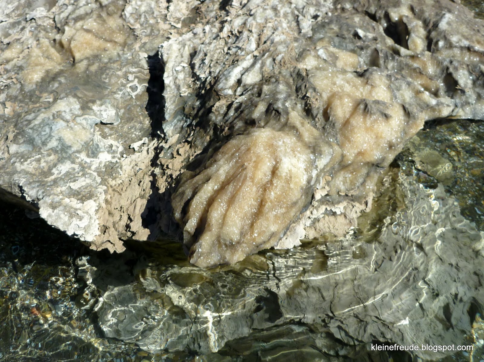 kleine freude Caretta Caretta