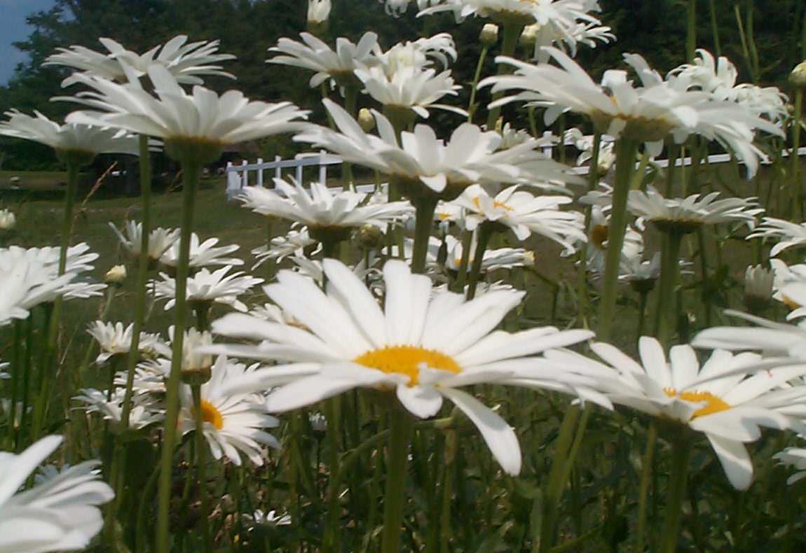 Heady Blossoms Journal July 2010