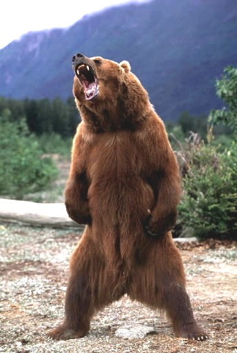 [bear+roar.jpg]