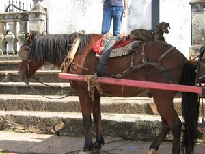Cachorrada 4 - JOCKEY-CACHORRO DOIS, A LENDA DO CAVALO SEM CABEÇA