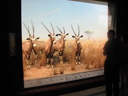 American Museum of Natural History