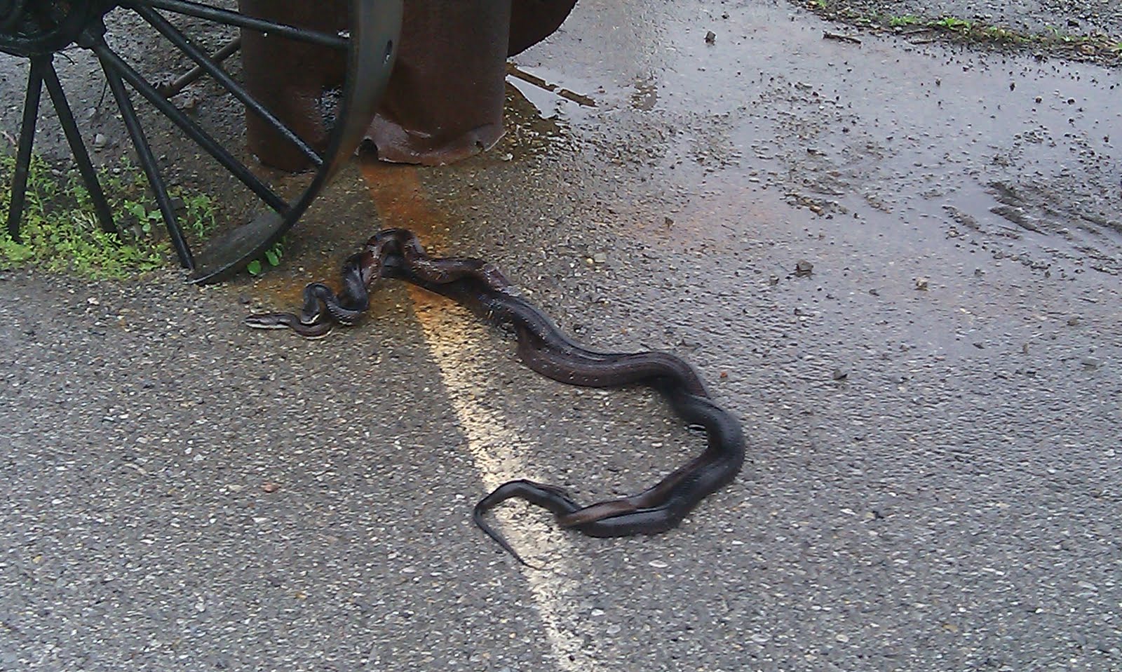 lots of snakes on trail lots of snakes on trail