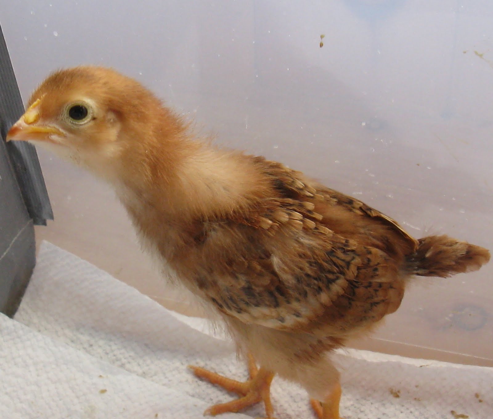 CHILD IN HARMONY BABY CHICKS