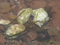 Colville Bay Oysters