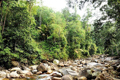 Lata Payung Forest Reserved