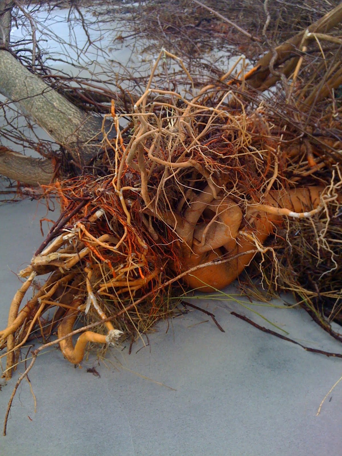 Корни мандарина. Корни мандаринового дерева. Здоровые корни. Оранжевый корень. Растение с оранжевыми корнями.