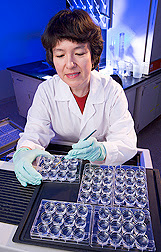 Biochemist Donna Bielinski prepares mammalian tissue samples to look for the formation of new neurons, or neurogenesis. Photo courtesy of USDA, ARS