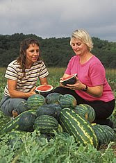 Before analyzing it in the lab, plant physiologist Penelope Perkins-Veazie (right) and technician Shelia Magby examine a freshly sliced mini-watermelon