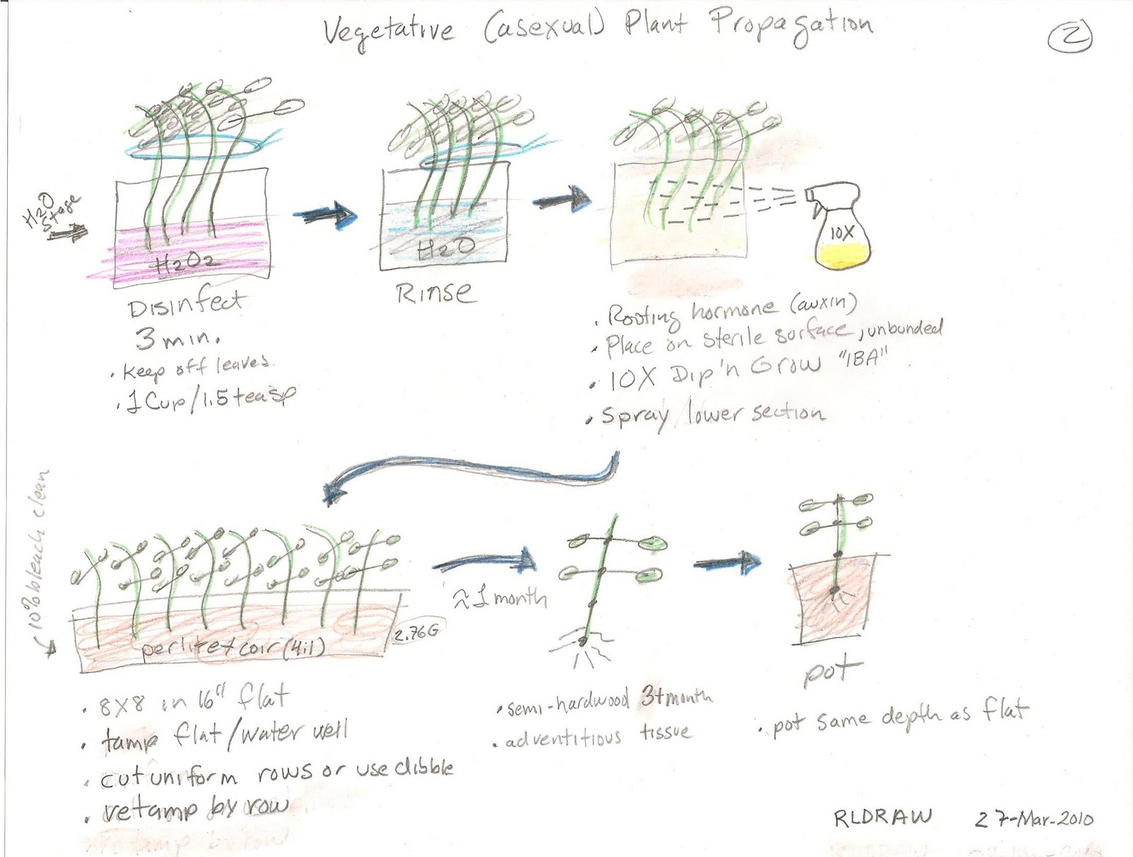 Vegetative Propagation