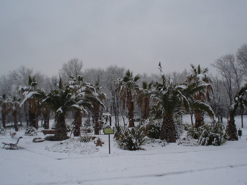 [palmeras+nevadas.jpg]