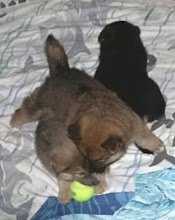 More Rescue Pups