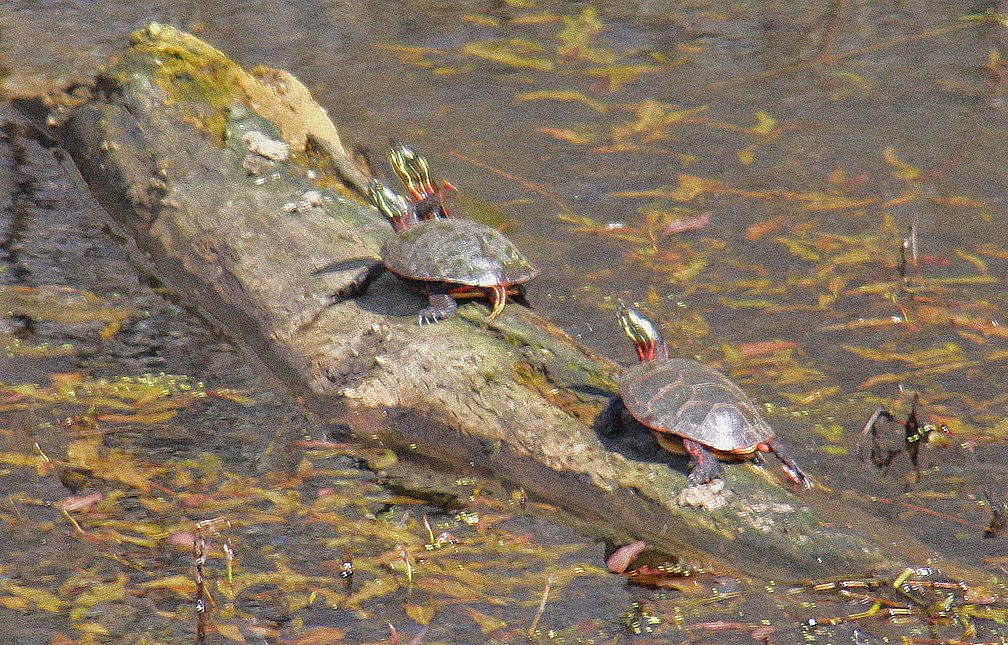 [3littleturtles.jpg]