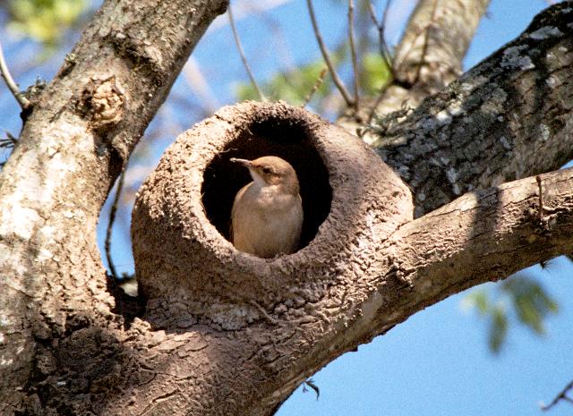 Resultado de imagen de nido pájaro