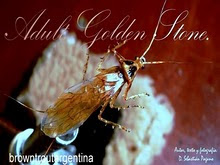 ADULT GOLDEN STONE FLY