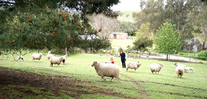 Sheep in home paddock