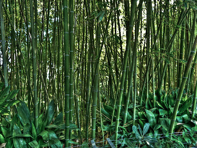 bambu del jardi botanic de blanes