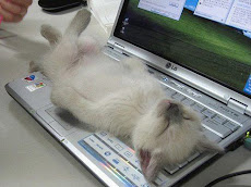 Kitten on a Keyboard