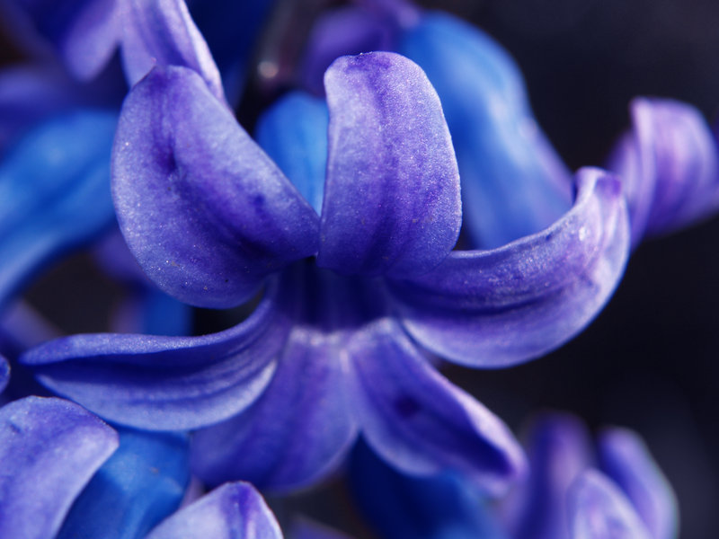 [errol_by_palominodweezil[1].jpg]