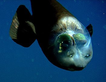 Der Fisch mit dem durchsichtigen Kopf, Macropinna Microstoma