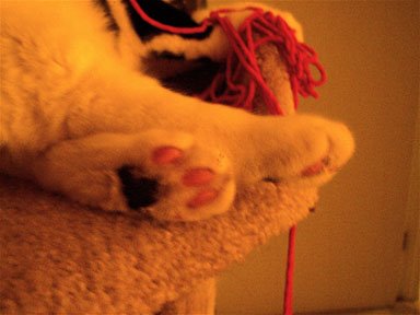 [wendellsfeet.jpg]
