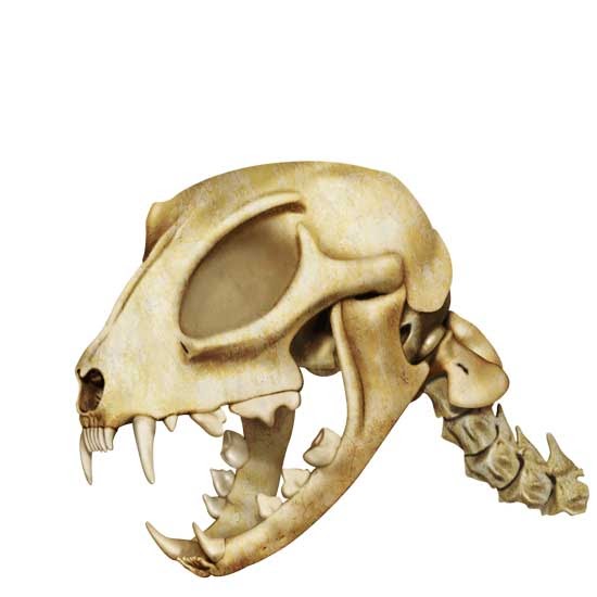 Ossos Isso é um gato?