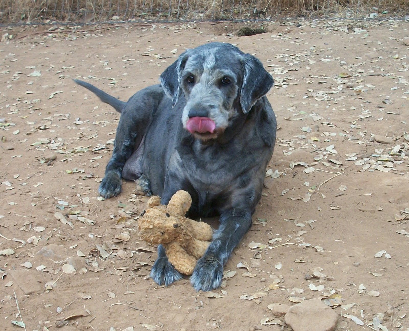 Labradoodles and Goldendoodles September 2010