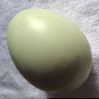 green_egg-002.jpg