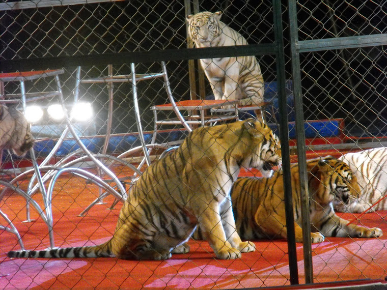 Shrine Circus FT.Worth --2009