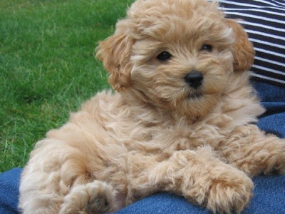 mini goldendoodle puppy. Puppies from Previous Litter