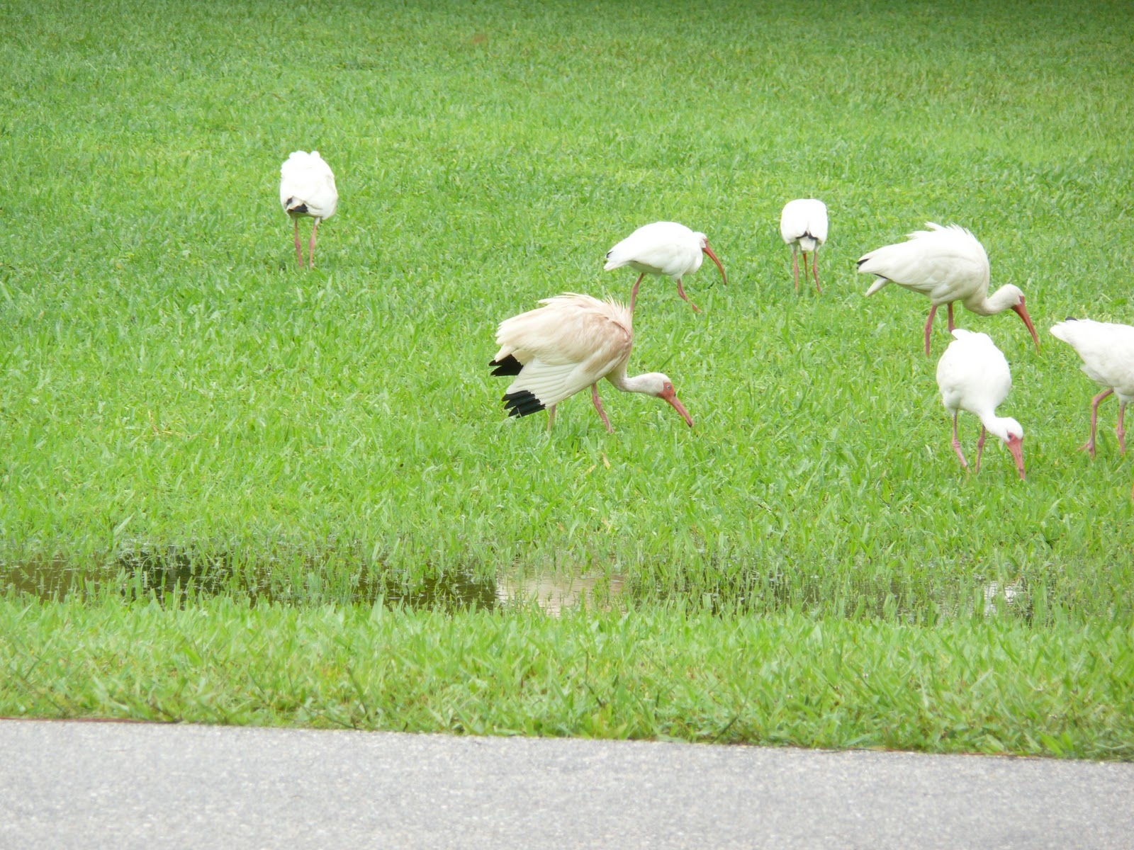 Florida Suncoast Birding: A Pink Ibis
