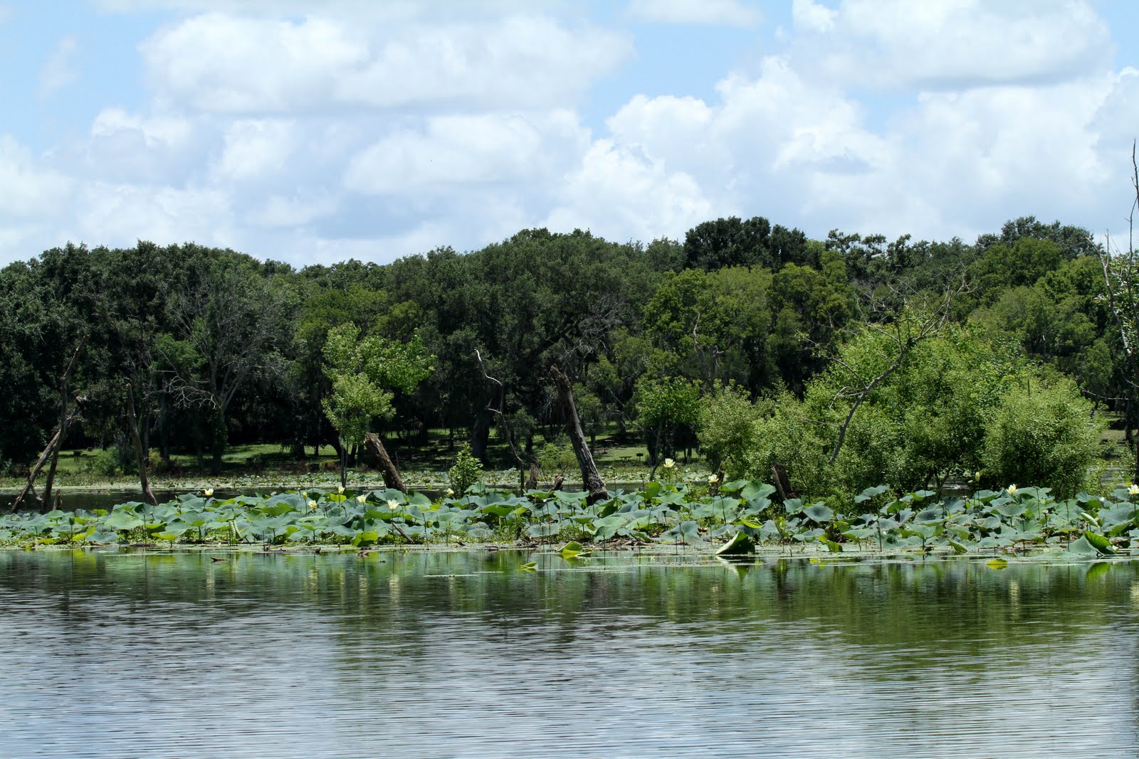 Dave&Callie 07_02 to 06_2010, Houston, Texas Alligators, Buildings