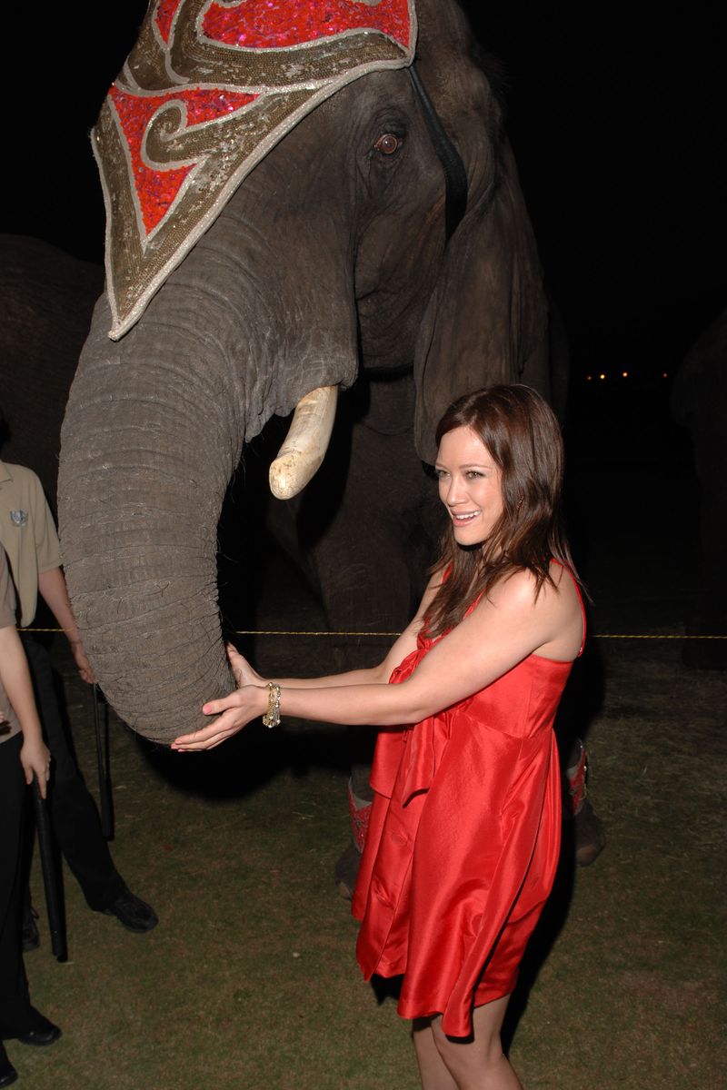[duffelephant.jpg]